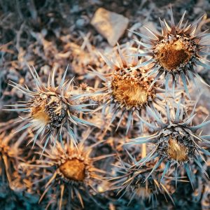 mars-blog-6-opt